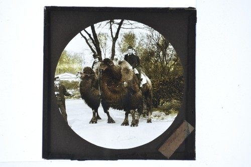 Boys riding bactrian camels - riding,