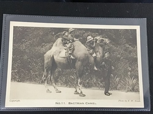 Early vintage london zoo - london,
