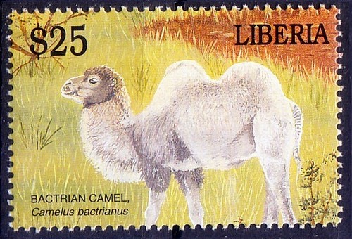 Cammello battriano a - cammello, battriano,